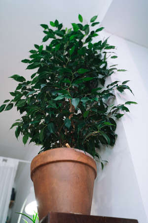 Ficus Benjamin on the dresser bottom viewの写真素材
