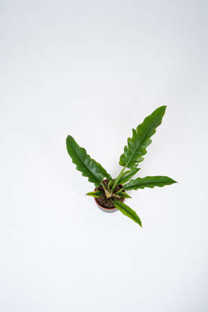 Philodendron with large leaves in a gray pot on a white backgroundの写真素材