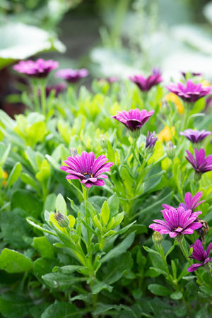 Purple flowers on the streetの写真素材