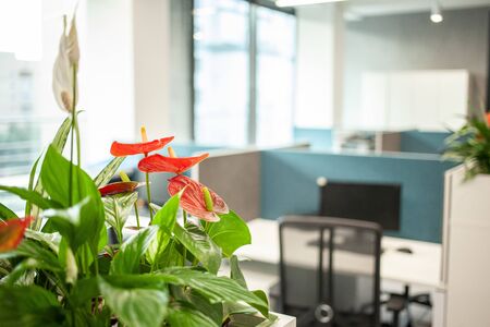 Modern office interior with sun light and flowers with blurred backgroundの写真素材