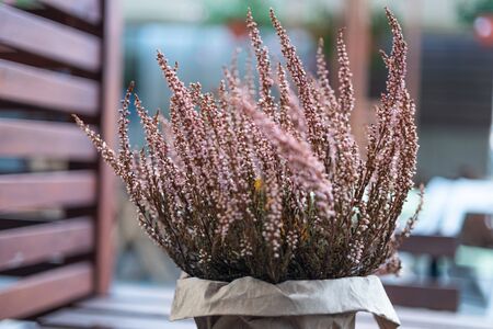  heather calluna in pot close up/ macro.の写真素材