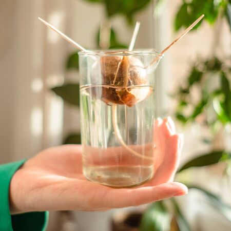 woman's hand holding growing avocado seed in waterの写真素材