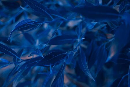 abstract background made of fresh leaves, toned classic blue color, cropped. Color of the year 2020.の写真素材
