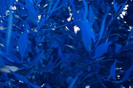 abstract background made of fresh leaves, toned classic blue color, cropped. Color of the year 2020.の写真素材