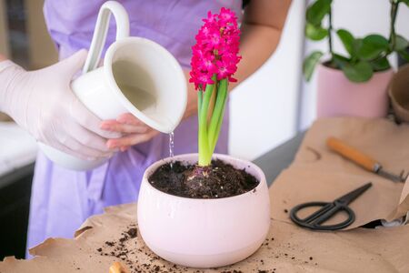 woman's hands transplanting, planting pink hyacinth with gardening tools close up.の写真素材