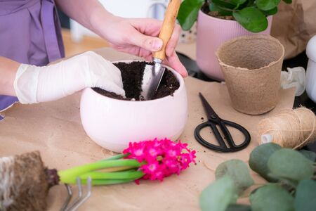 woman's hands transplanting, planting pink hyacinth with gardening tools close up.