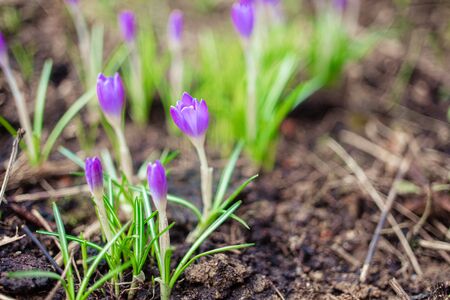 violet crocus flowers close up macro on green background. Early spring first flowers blooming.の写真素材