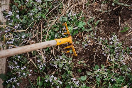 Close up of rake cultivating soil in greenhouse. making farmer spring work in yard with seeds and soil.の写真素材