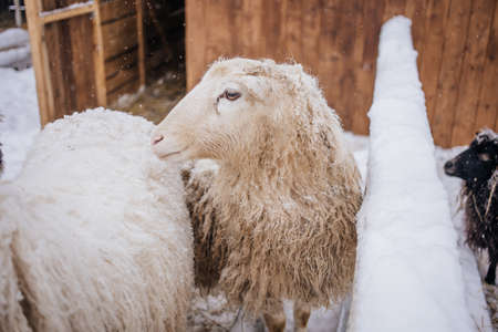 Sheep in snowy winter farm. Animal farm life. Cod snowy winter