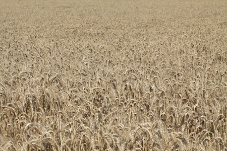 Golden wheat growing in a farm fieldの写真素材
