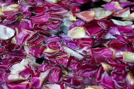 Close up of rose petals in water, angle view. Ideal for backgrounds and compositions.の写真素材