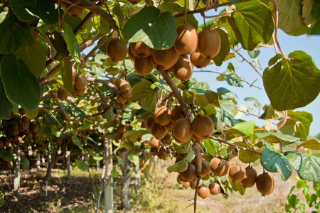 Photo of ripe kiwi fruits in a kiwi garden.の写真素材