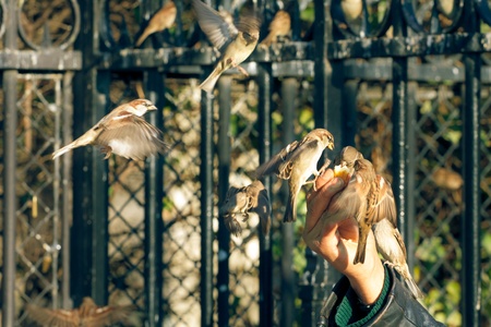 Sparrows eating from a human hand, horizontal shotの写真素材
