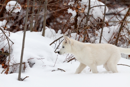 Little white husky walking in the snow near bushesの写真素材