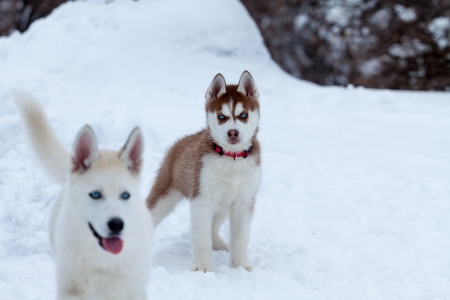 Husky puppy on the snow looking at another little huskyの写真素材