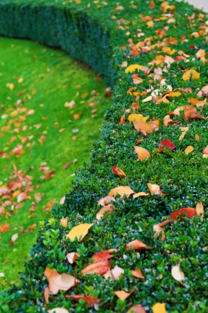 Boxwood bush with autumn leavesの写真素材