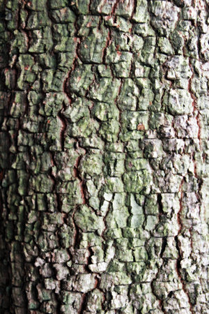 Texture wood4の写真素材