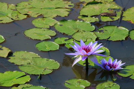 purple lotusの写真素材