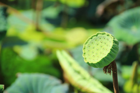 Lotus podsの写真素材