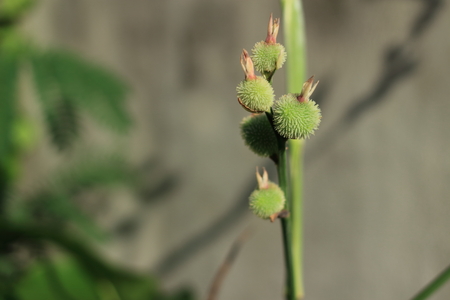 Canna spp  and hybrid fruitの写真素材