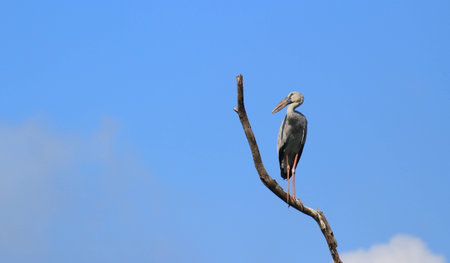 Stork bird on the branch of dead treeの写真素材