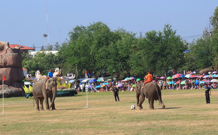 Surin-November 15,2014; Elephant playing football in Surin Elephant Round-up 2014のeditorial素材