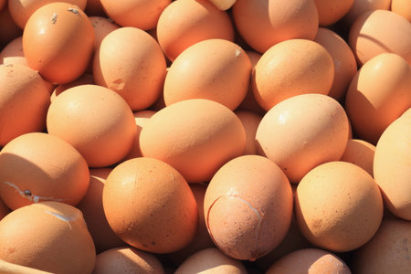 boiled egg under the sun lightの写真素材