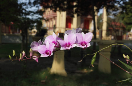 pink orchid with the sun lightの写真素材