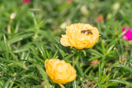 Bee and Common Purslane flower  in the gardenの写真素材