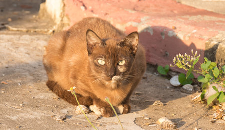 wild cat sitting at the footpath for take sunbathの写真素材