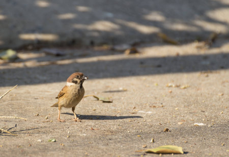 Eurasian Tree Sparrow with food in mouth standing on the groundの写真素材