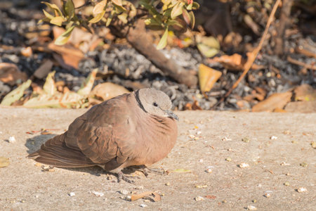 Spotted dove standing for  sunbathe on the footpathの写真素材