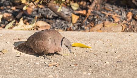Spotted dove standing for  sunbathe on the footpathの写真素材