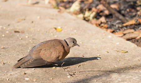 Spotted dove standing for  sunbathe on the footpathの写真素材