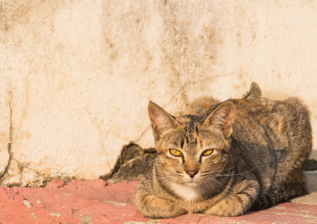 wild cat lie down sunbathe on the footpath