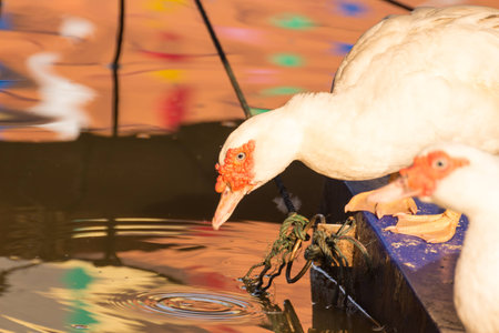 white Muscovy Duck drinking water from canalの写真素材