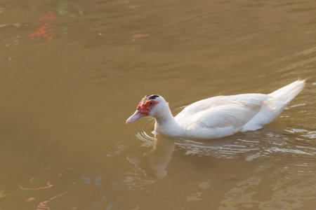 white Muscovy Duck swimming in the canalの写真素材