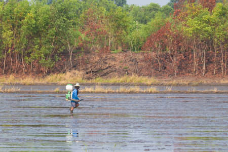 farmer spray insecticide in the rice fieldの写真素材