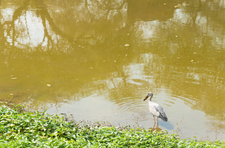 Stork bird on the canal looking for foodの写真素材