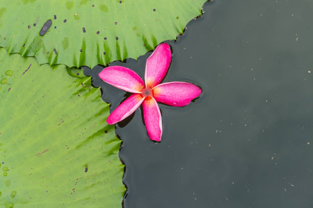 plumeria flower drop on the water with lotus leaf backgroundの写真素材