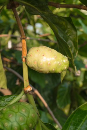 fruit of Morinda citrifolia L with the leaf