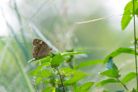 Brown butterfly perched on the tree under sunlightの写真素材