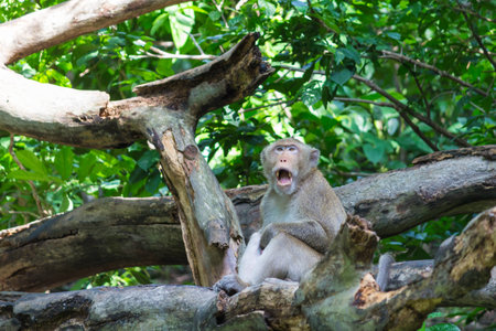 Monkey sitting and open mouth on the logの写真素材