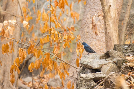 blue bird standing on the rockの写真素材