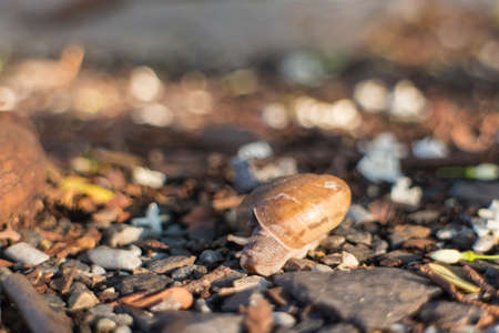 snail moving under sun light with bokeh backgroundの写真素材