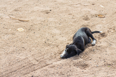 black young dog lie down on the groundの写真素材