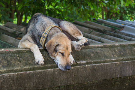dog sleep  on the wallの写真素材