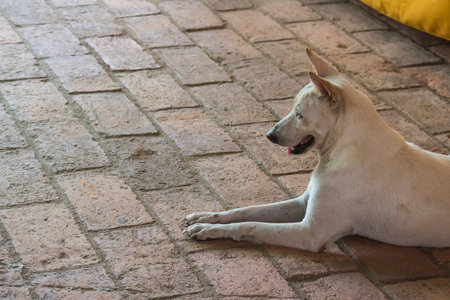 white dog sitting on the staircaseの写真素材
