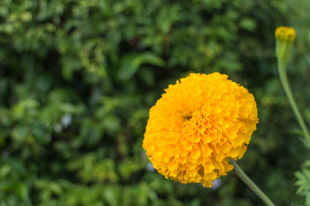 marigold flower with the leaf under sunlightの写真素材