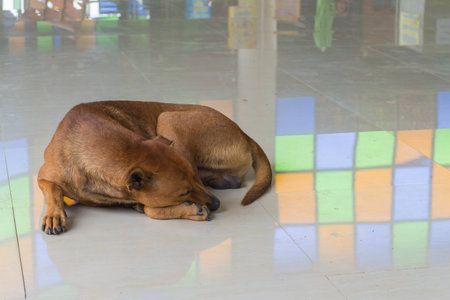 Brown dog sleep on the ground with reflectionの写真素材